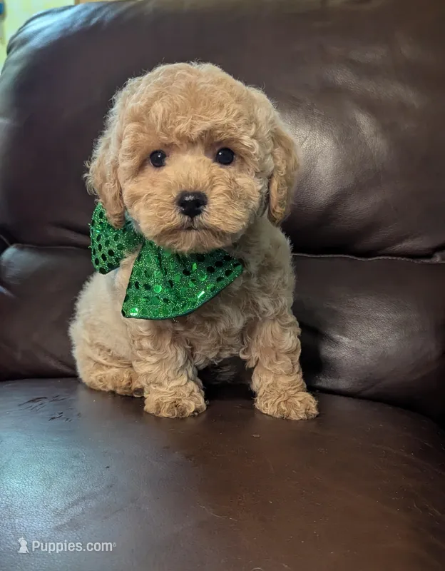 Duke – Poodle - Toy  puppy for sale in Barnett, MO
