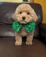 Duke, a male Poodle - Toy  for sale in Barnett, MO – Photo 3 of 6