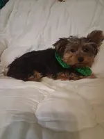 Johnny , a male Yorkshire Terrier for sale in Barnett, MO – 4 of 7