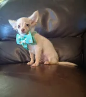 Ralphie, a male Chihuahua for sale in Barnett, MO – 5 of 6