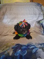 Mocha, a female Shihpoo for sale in Barnett, MO – 6 of 6