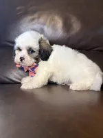 Rooster, a male Bichon Frise and Shih Tzu for sale in Barnett, MO – 5 of 5