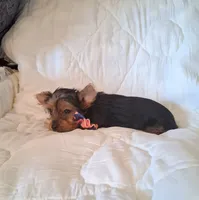 Remington, a male Yorkshire Terrier for sale in Barnett, MO – 5 of 6