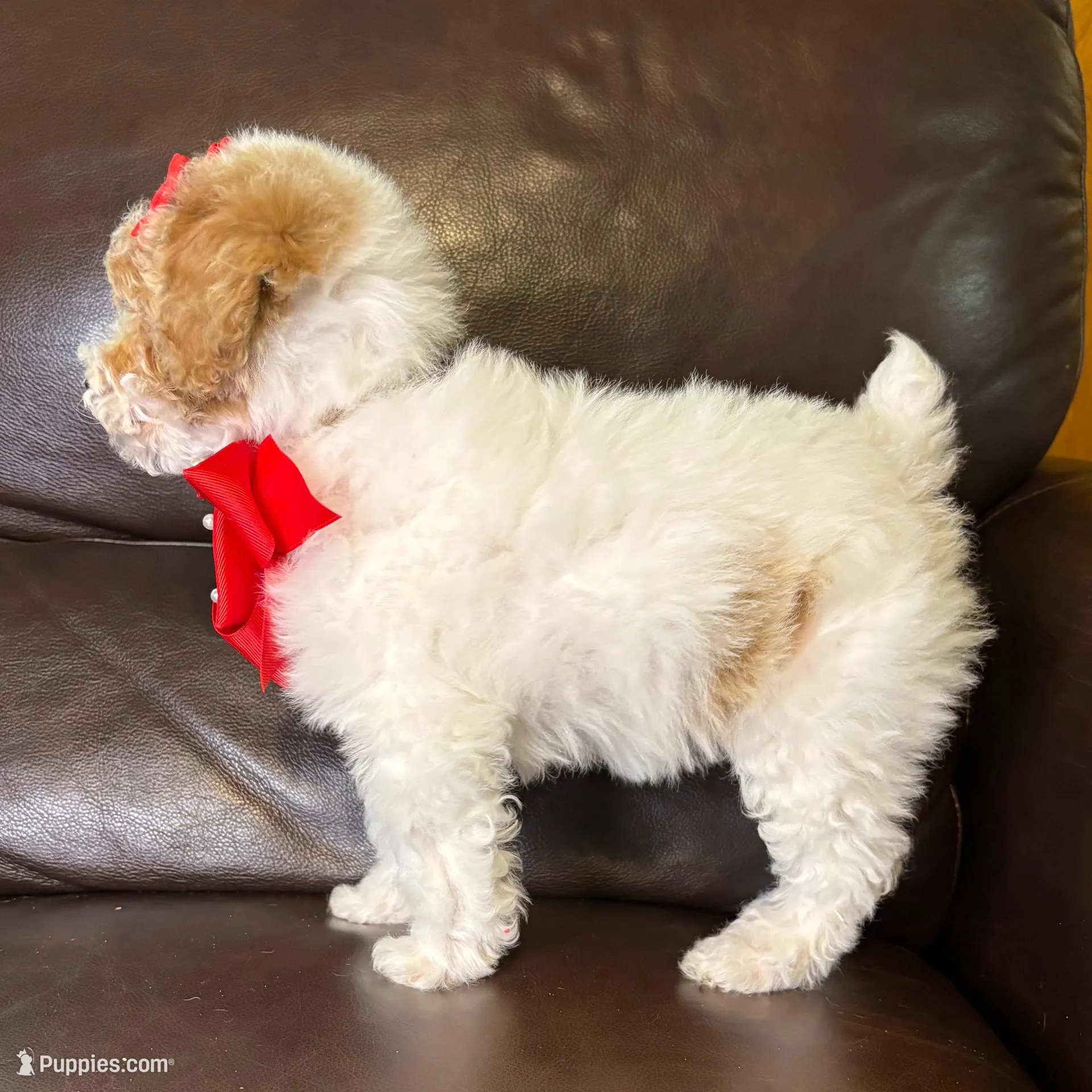 Rosie, a female Poodle - Toy  for sale in Barnett, MO – Photo 5 of 7