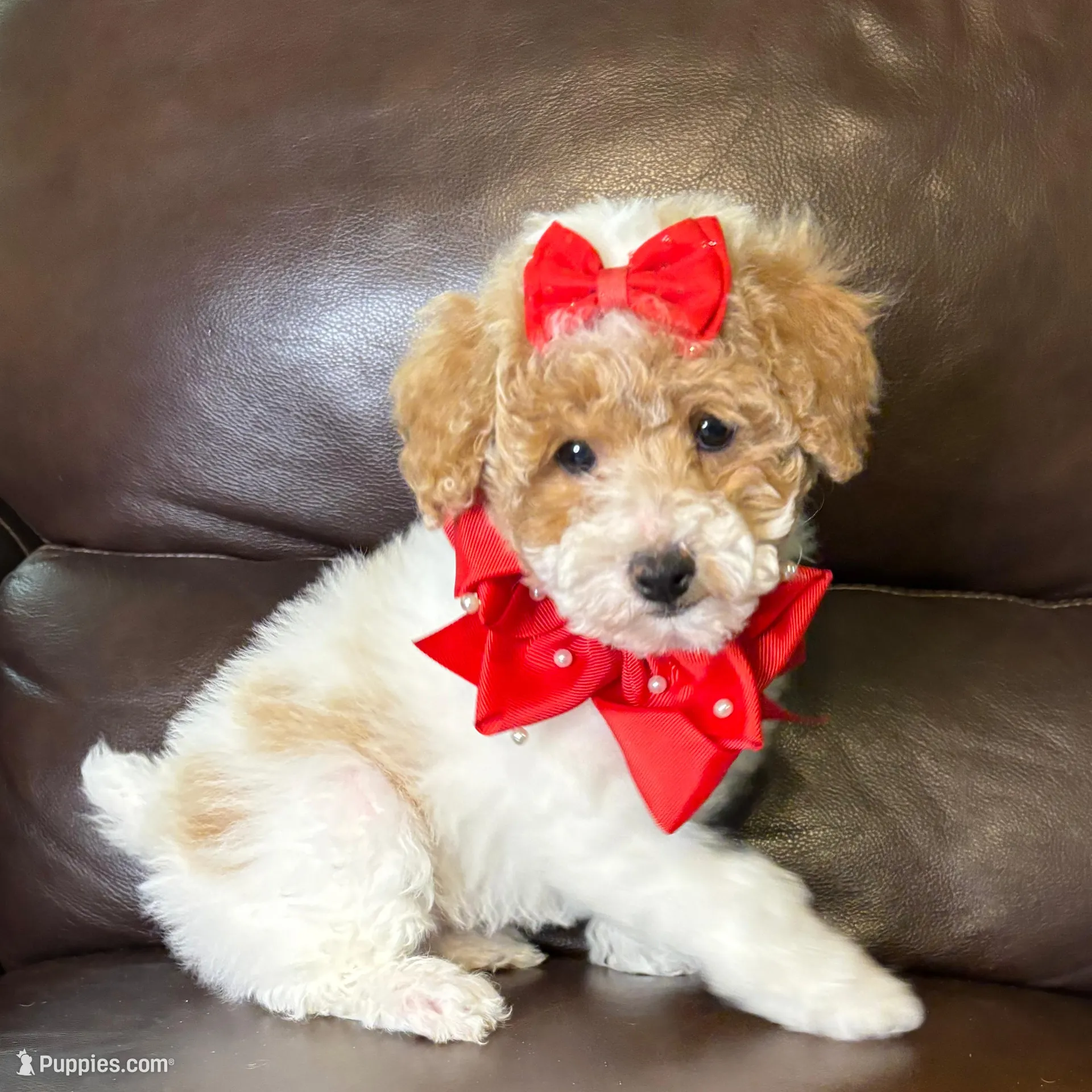 Rosie, a female Poodle - Toy  for sale in Barnett, MO – Photo 3 of 7