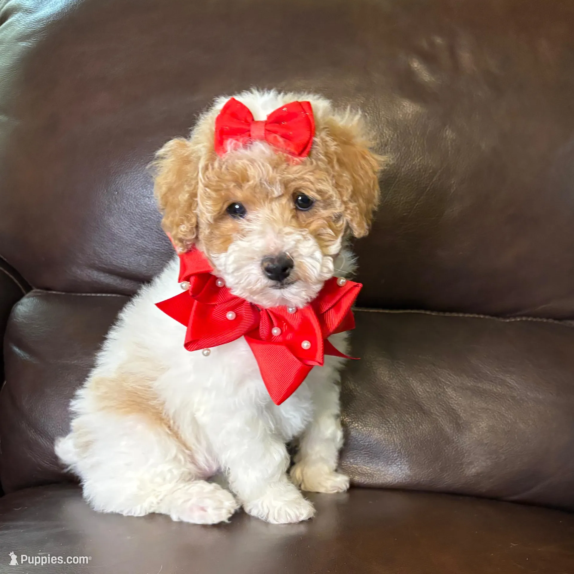 Rosie, a female Poodle - Toy  for sale in Barnett, MO – Photo 4 of 7