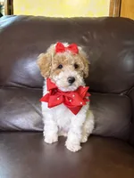 Rosie, a female Poodle - Toy  for sale in Barnett, MO – Photo 2 of 7