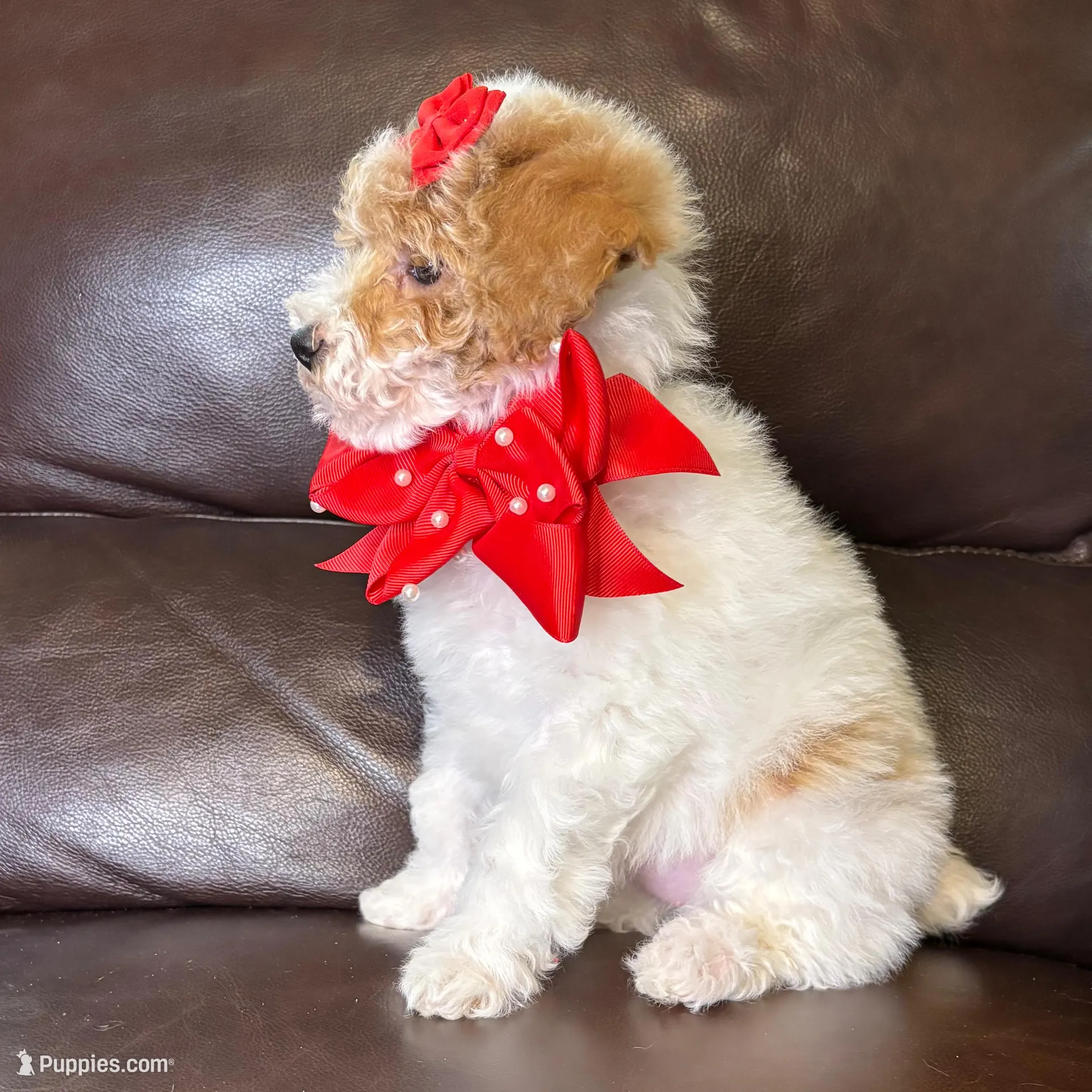 Rosie, a female Poodle - Toy  for sale in Barnett, MO – Photo 6 of 7