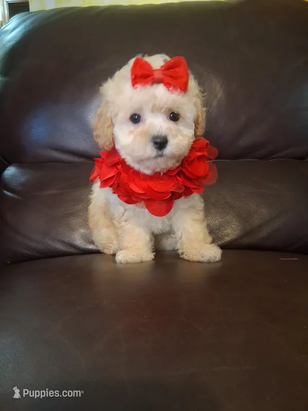 Crystal – Poodle - Toy  puppy for sale in Barnett, MO