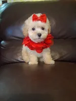 Crystal, a female Poodle - Toy  for sale in Barnett, MO – 1 of 5