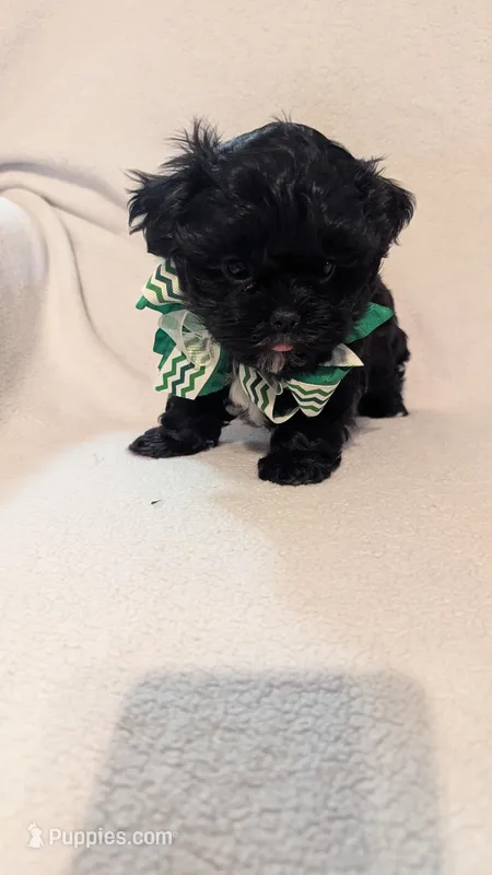 King – Shihpoo puppy for sale in Barnett, MO