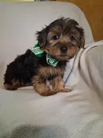 Scotty, a male Yorkshire Terrier for sale in Barnett, MO – 2 of 4