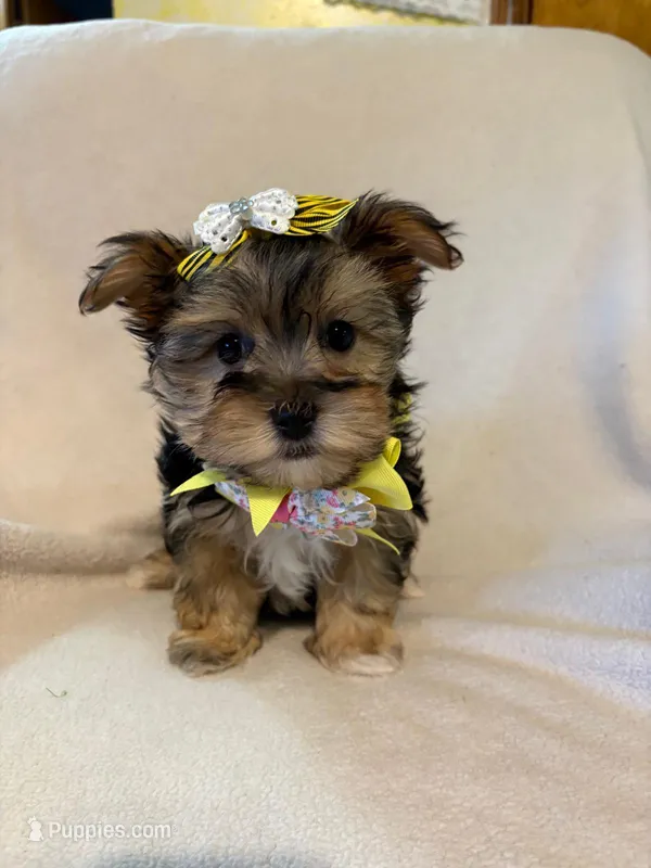 Lilly – Morkie puppy for sale in Barnett, MO