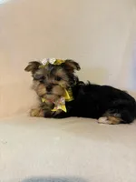 Lilly, a female Morkie for sale in Barnett, MO – Photo 3 of 3