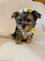 Lilly, a female Morkie for sale in Barnett, MO – Photo 2 of 3