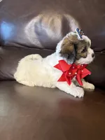 Stella, a female Bichon Frise and Shih Tzu for sale in Barnett, MO – 5 of 5