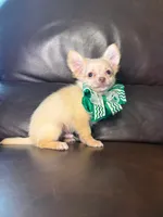 Ralphie, a male Chihuahua for sale in Barnett, MO – 5 of 5