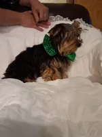 Johnny , a male Yorkshire Terrier for sale in Barnett, MO – 5 of 7