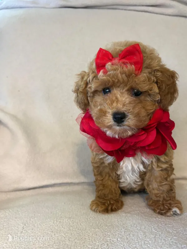 Queenie – Poodle - Toy  puppy for sale in Barnett, MO