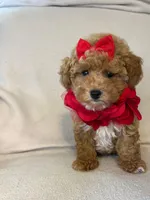 Queenie, a female Poodle - Toy  for sale in Barnett, MO – 1 of 4