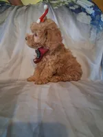 Rascal, a male Poodle - Toy  for sale in Barnett, MO – 6 of 7
