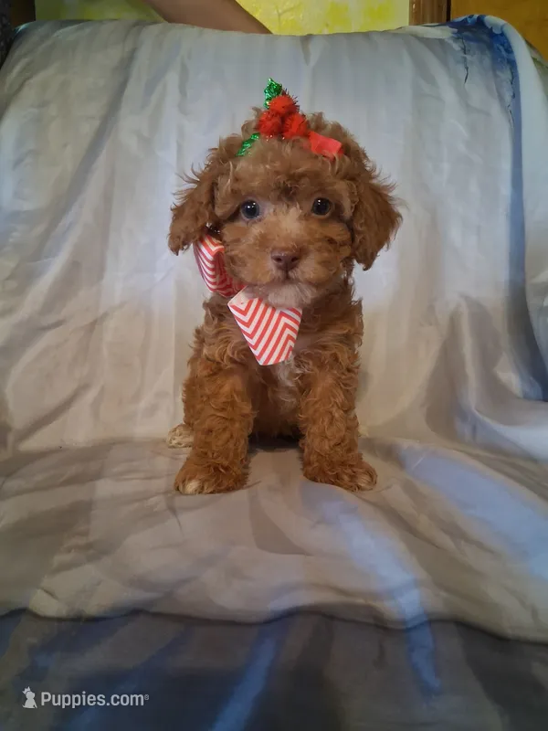 Remington – Poodle - Toy  puppy for sale in Barnett, MO