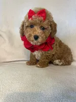 Queenie, a female Poodle - Toy  for sale in Barnett, MO – 3 of 4