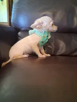 Ralphie, a male Chihuahua for sale in Barnett, MO – 6 of 6