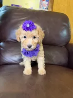 Sadie, a female Poodle - Toy  for sale in Barnett, MO – 2 of 4