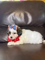 Stella, a female Bichon Frise and Shih Tzu for sale in Barnett, MO – 3 of 5