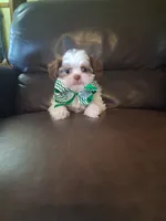 Charlie, a male Shihpoo for sale in Barnett, MO – 2 of 6