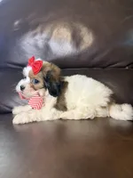 Ruby, a female Bichon Frise and Shih Tzu for sale in Barnett, MO – 3 of 5