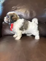 Remington, a male Bichon Frise and Shih Tzu for sale in Barnett, MO – 2 of 5