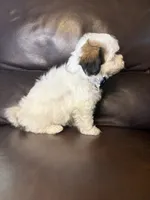 Maverick , a male Bichon Frise and Shih Tzu for sale in Barnett, MO – 3 of 5