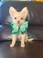 Ralphie, a male Chihuahua for sale in Barnett, MO – 2 of 5