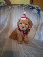 Rascal, a male Poodle - Toy  for sale in Barnett, MO – 3 of 7
