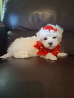 Snowman, a male Maltese for sale in Barnett, MO – 4 of 7