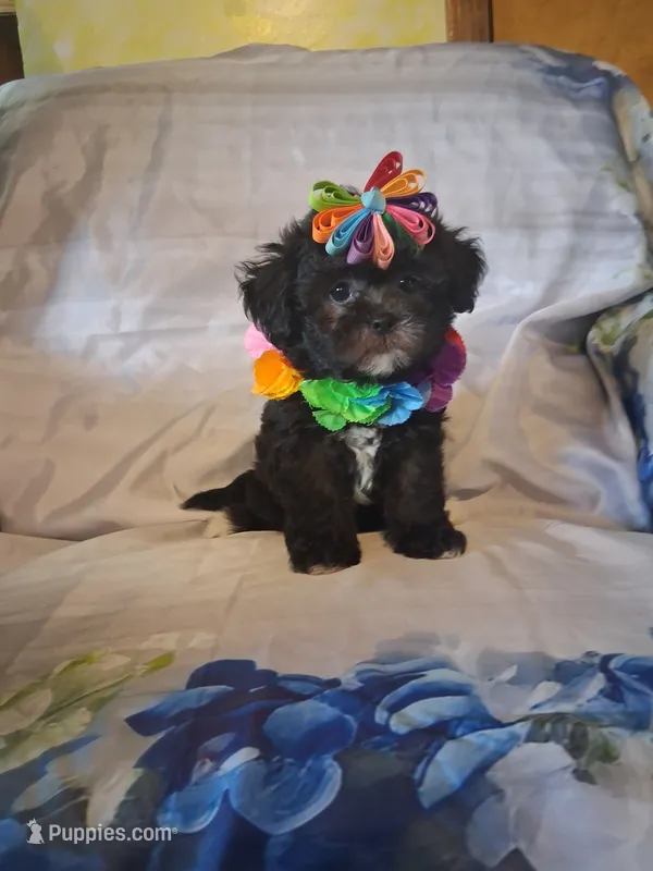 Mocha – Shihpoo puppy for sale in Barnett, MO