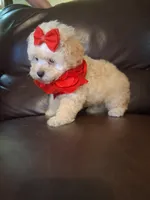 Crystal, a female Poodle - Toy  for sale in Barnett, MO – 3 of 5