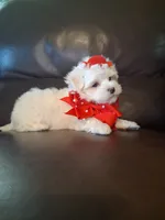 Snowman, a male Maltese for sale in Barnett, MO – 6 of 7
