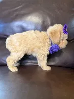 Sadie, a female Poodle - Toy  for sale in Barnett, MO – 3 of 4