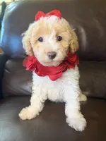 Daisy, a female Poodle - Toy  for sale in Barnett, MO – 3 of 4