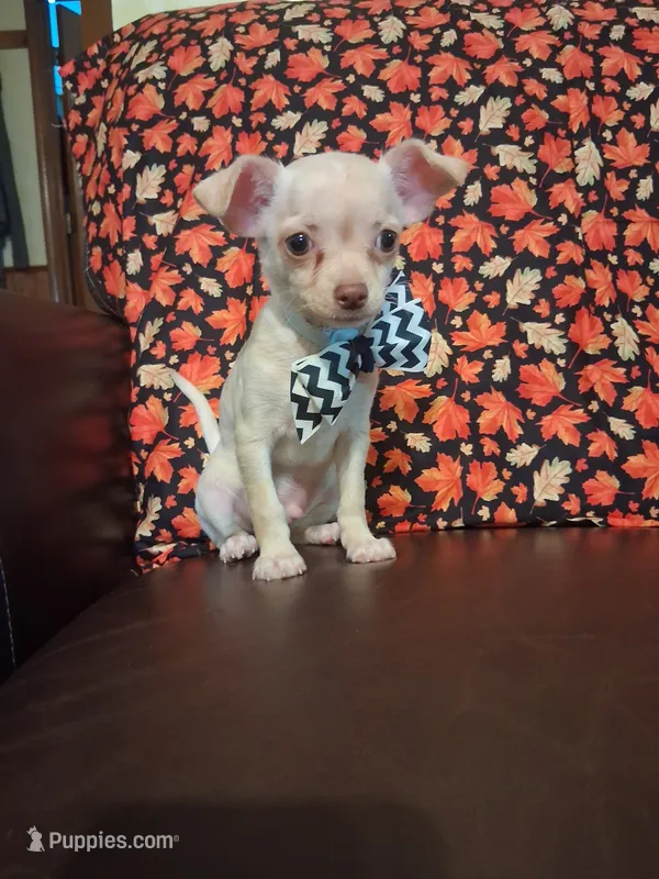 Cinnamon  – Chihuahua puppy for sale in Barnett, MO