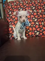 Cinnamon , a male Chihuahua for sale in Barnett, MO – 1 of 6