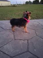 Sunshine , a female Yorkshire Terrier for sale in Barnett, MO – 3 of 4