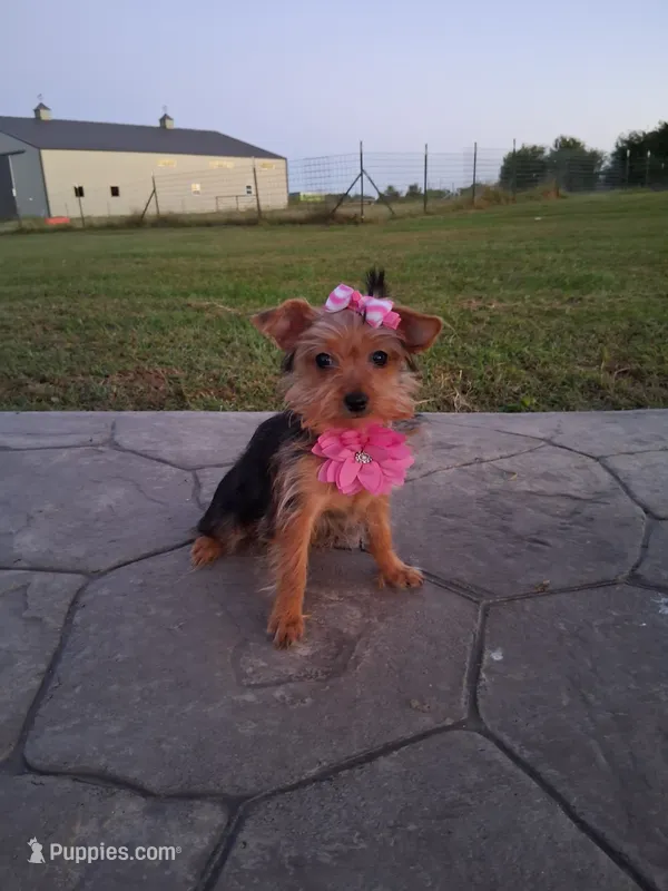 Sunshine  – Yorkshire Terrier puppy for sale in Barnett, MO