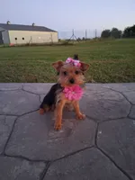 Sunshine , a female Yorkshire Terrier for sale in Barnett, MO – 1 of 4