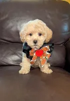 Luke, a male Poodle - Toy  for sale in Barnett, MO – Photo 2 of 5