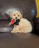 Luke, a male Poodle - Toy  for sale in Barnett, MO – Photo 4 of 5