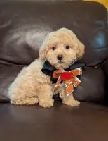 Luke, a male Poodle - Toy  for sale in Barnett, MO – Photo 5 of 5